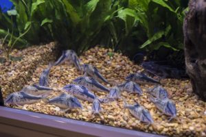 A beautiful group of Corydoras cf. fowleri (probably C. semiaquilus) from Nautilus Wholesale