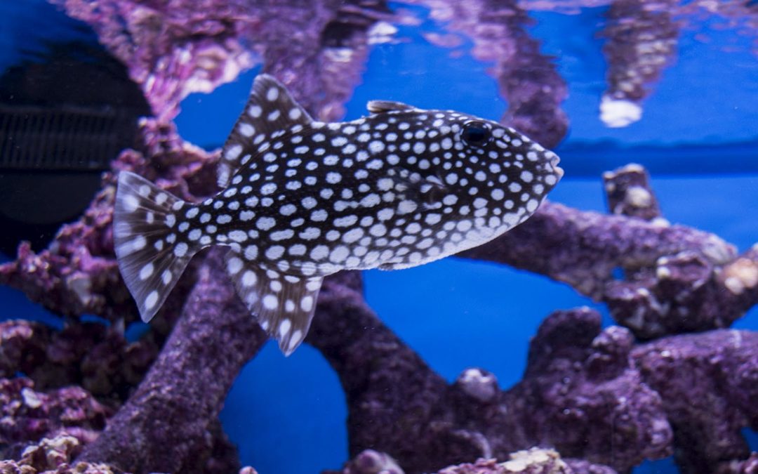 The Exceptional Fish of the 2017 Global Pet Expo