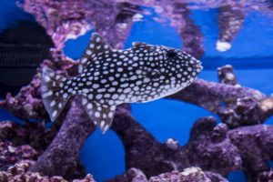 Canthidermis maculata, the Spotted Oceanic Triggerfish