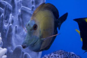Although they have been collected more regularly in recent years aberrant Scopas Tangs (Zebrasoma scopas) like this one from Sun Pet are hardly a common sight