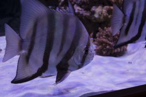 Captive bred Atlantic Spadefish (Chaetodipterus faber) in the massive aquacultured-only display tank by Boyd and Reef Aquaria Design