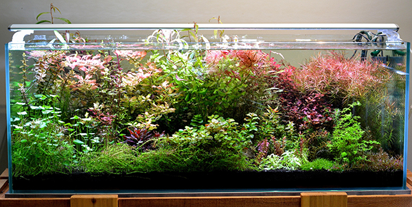 The author’s 65-gallon “farm tank” is a wild stem-plant jungle of diverse colors and form growing for future use in display aquascapes.