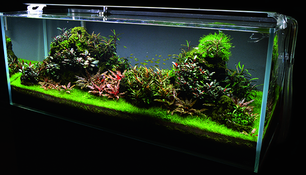 The author’s 65-gallon Nature Aquarium featuring an Unzan stone hardscape mounted with Bucephalandra varieties, a carpet of Eleocharis acicularis, and Cryptocoryne petchii “Pink” is a simple but effective layout based on traditional Nature Aquarium style principles.