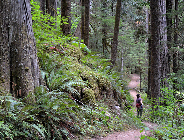 Excursions into wild nature, such as this old growth temperate rainforest trail in Washington’s North Cascades National Park provide the seed for aquascaping inspiration.