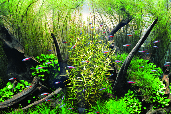 Balance is found in this Nature Aquarium’s shoal of Cardinal Tetras swimming through an underwater forest of Rotala sp. “Vietnam,” Ludwigia arcuata, and Anubias nana “Bonsai.”