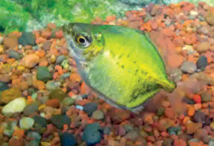 A young Myloplus sp. from the upper Río Nanay.