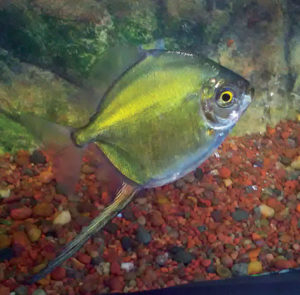 This Myloplus sp. from the upper Río Tigre has strikingly elongated first anal fin rays. It was the only fish in the group that had this feature.
