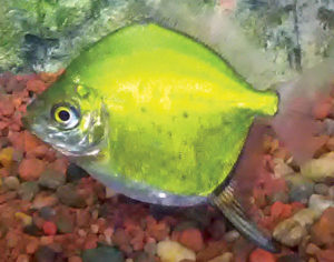 Young Myloplus sp. from the upper Río Tigre.