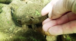 Ted Judy encounters many interesting fishes, such as this likely Hemiloricaria eigenmanni.