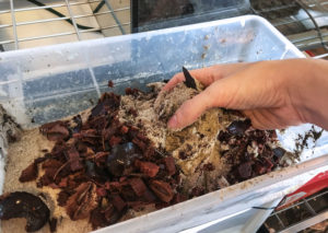 Blending the fine sand and various botanicals to create a substrate that would actively continue to leach tannins into the water for some time