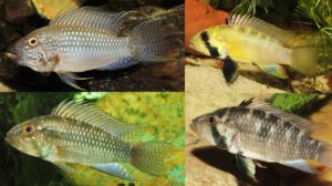 Examples of males (right column) and females of the newly described maternal mouthbrooding Apistogramma, known prior as A. sp. "Kelleri". Images copyright Römer et. al.