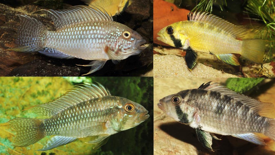New Mouthbrooding Apistogramma