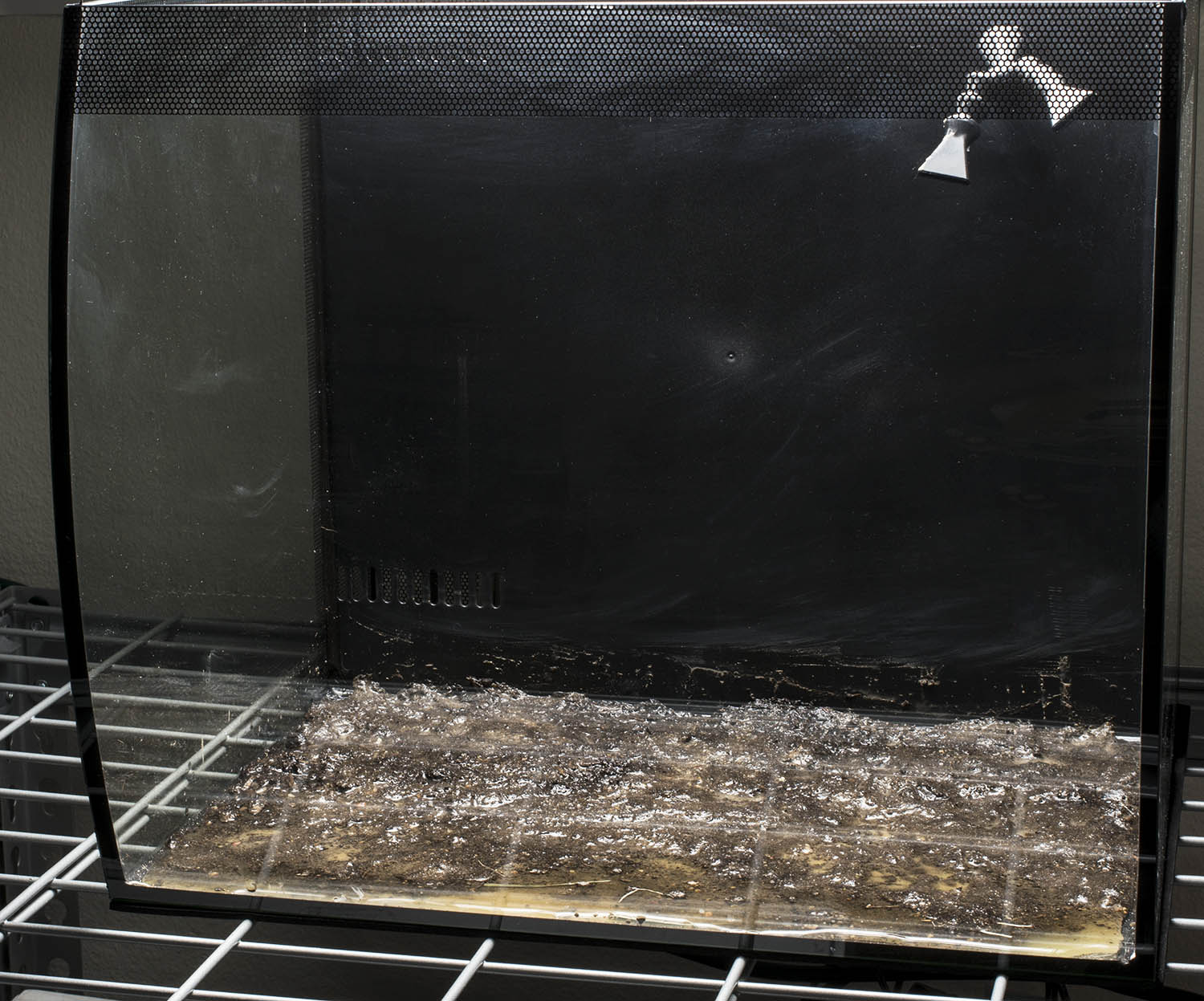 The addition of a layer of rinsed, organic potting mix beneath the substrate was the first step in trying to replicate the detritus- and nutrient-rich substrates found in typical igapó habitat