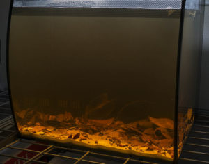 The tank just after being filled with water - already showing a healthy tint due to all the botanicals in the substrate