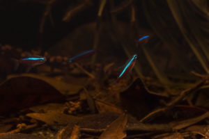 Cardinal Tetras swim in a loose school above the dense substrate in what could almost be a scene straight from the wild