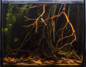 The finished aquarium contained all the elements that distinguish typical shallow-water igapó habitat in a natural-looking layout