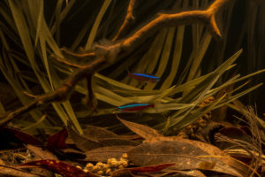 Dried palm fronds, a common sight in shallow flooded forest areas, provided the perfect finishing touch for the aquascape and natural cover for the fish