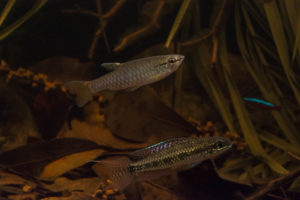 A Pyrrhulina sp. and Checkerboard Cichlid (D. maculatus) added contrast to the small, active school of Cardinal Tetras