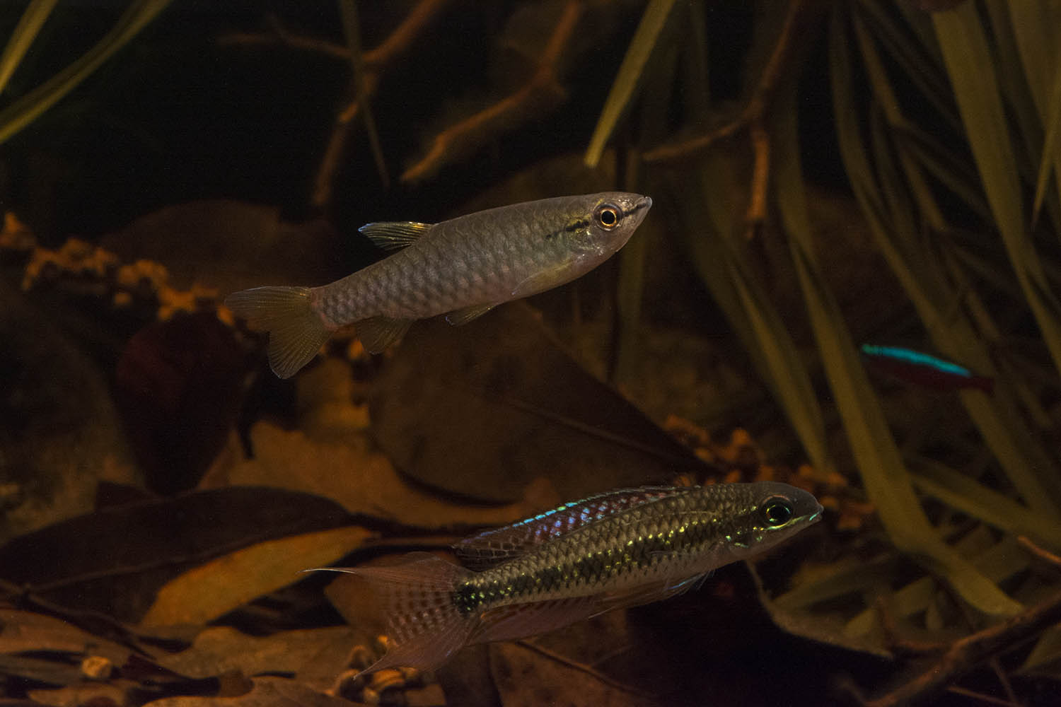 A Pyrrhulina sp. and Checkerboard Cichlid (D. maculatus) added contrast to the small, active school of Cardinal Tetras