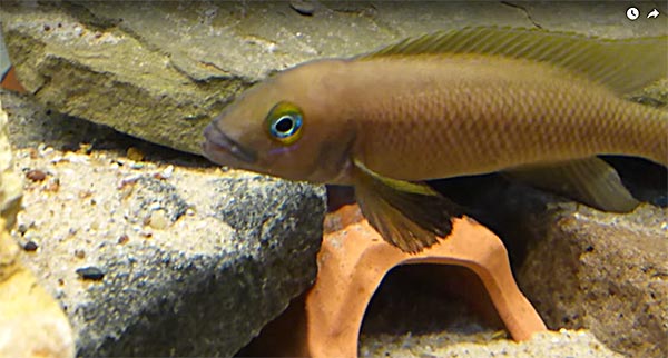 VIDEO Bonus: Neolamprologus pectoralis with Fry