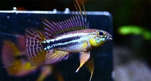 Apistogramma bitaeniata "Mamuri"