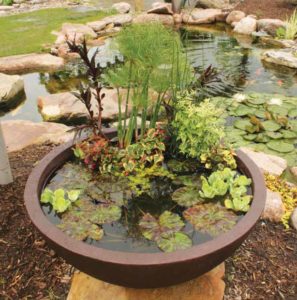 Self-contained ponds can have great appeal with a small footprint, and many small tropical fishes will respond to sunshine and live foods such as mosquito larvae by spawning. Image by Aquascape Inc., www.aquascapeinc.com