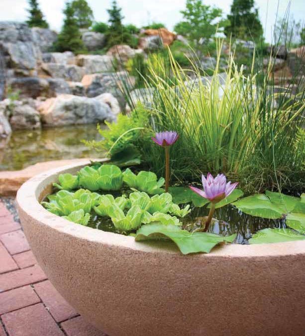 Forget the Goldfish—Stocking a Patio Water Garden