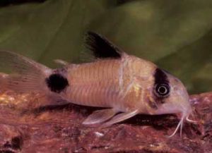Panda Cory, Corydoras panda: a candidate for a summer out-of-doors. Image by Aaron Norman.