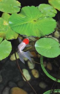 A classic pond species, the Goldfish, Carassius auratus auratus, demands a pond of 50 gallons or more and a place to spend the winter indoors. Neither goldfish nor koi are recommended for small water features. Image by Bluefand/Shutterstock