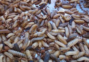 Black Soldier Fly larvae like these have increasingly been touted as a sustainable protein source - and they closely mimic many fish species' diets in the wild