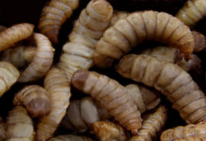 Black Solider fly larvae like these are increasingly being touted as a sustainable and highly nutritious protein source for animal feeds