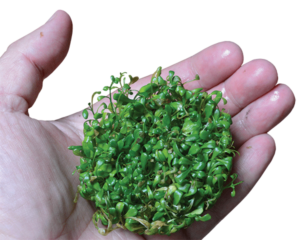 Glossostigma elatinoides has been a signature foreground plant since the 1980s, when it was rare and highly sought after. Popularized by Takashi Amano, it is now widely available from nursery stock and tissue culture propagation (as seen here).
