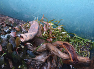 Planting a background screen of stem plants is made easier with a thick substrate layer of wet, loose soil. Do this before the tank is filled.
