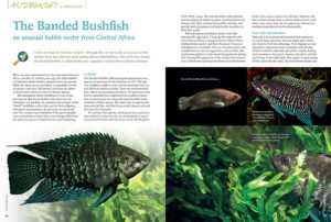 Although they are not nearly as common as their relatives from Asia, there are some exciting African labyrinthfishes. One of the true classics, the Banded Bushfish, is a feast for the eyes—especially a variant from southern Cameroon. Stanislav Kislyuk introduces us to the Banded Bushfish, Microctenopoma fasciolatum.