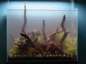 Immediately after planting, the aquarium is gently filled with lukewarm water. A haze from fine substrate particles fills the water column. Canister filtration and daily 50 percent water changes for the first week are essential for regaining water clarity and keeping algae blooms at bay.
