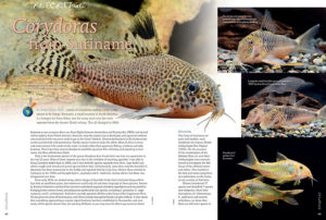 Lovers of Corydoras catfishes have a new reason to be happy. Suriname, a small country in South America, is a hotspot for these fishes, but for many years very few were exported from the former Dutch colony. This all changed in 2016. Learn more from Hans-Georg Evers.