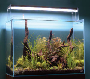 The author’s demonstration Nature Aquarium, created for this article, a week after planting. This aquascape is a 60 x 30 x 45-cm (approx. 24 x 12 x 18-inch) high-clarity rimless aquarium with pre-soaked driftwood and Aqua Soil that in a few short weeks will be filled with a riot of plant biodiversity and beauty. The plants used in this layout include Glossostigma elatinoides, Blyxa japonica, Syngonathus sp. "Giant," Cyperus helferi, Hemianthus micranthemoides, Rotala sp. Green, Rotala sp. H'ra, Myriophyllum mattogrossense, Ludwigia x. lacustris, Potamogeton gayi, Mayaca fluviatilis, Bucephalandra spp., and Willow Moss.