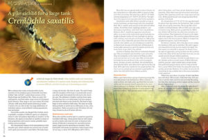 Holm Arndt introduces Crenichchla saxatilis as an ideal Pike Cichlid for a large tank. Keeping and nuturing them is not difficult, and their brood care is fascinating to watch.