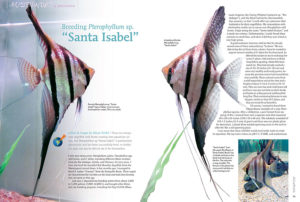 Simon Forkel, well known for breeding the Altum Angelfish, Pterophyllum altum, returns to share his experiences breeding one of the most exciting wild-type Angelfish in the aquarium hobby at this time, the Santa Isabel Angelfish.