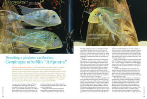 "I presumed this species would be similar to my Altifrons and Tapajos, but my experiences had not prepared me for the beauty, challenges, and surprises of the Mirabilis." First-time contributor John Lambert alluding to the challenges he faced in producing the still hard-to-find Geophagus mirabilis.