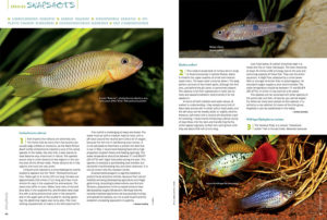 AMAZONAS Magazine’s Species Snapshots provide an insightful glimpse into what's new and hot in the aquarium trade. In this issue: Limbochromis robertsi, Barbus Walkeri, Wild-type Variatus Platies (Xiphophorus variatus), Epiplatys chaperi schreiberi, Eugnathogobius siamensis, and Pao cambodgiensis.