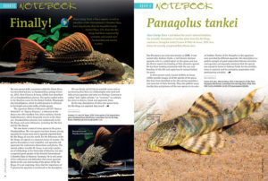 New scientific descriptions of Loricarids start off the Aquatic Notebook. Hans-Georg Evers notes: "We can finally call L25 by its scientific name and enjoy knowing that there are ichthyologists who work well with serious aquarists and value our findings. Contrary to radical “pets’ rights activists,” we “consume” no animals, but strive to observe, breed, and appreciate them. By the way, descriptions of other new species from the Rio Xingu are expected. Stay tuned!"