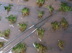 Glossostigma broken up into small pieces in preparation for planting. A good pair of planting forceps makes installation of the propagules much easier and faster.