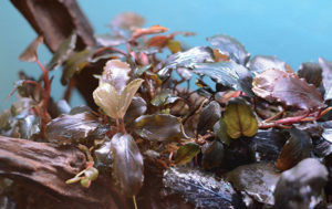 This bunch of Bucephalandra was considered prior to committing it to the aquascape. In the end, it was omitted, as it overwhelmed the sense of scale provided by the other fine and delicate plant selections.