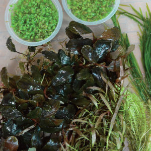 A plastic tray filled with carefully layered, cleaned, and prepared aquarium plants is the aquascaping equivalent of the painter’s palette.