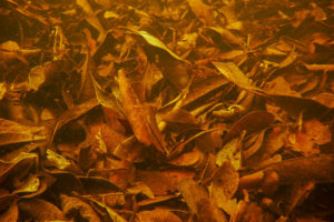 The defining feature of the igapó habitat I was attempting to recreate in this aquarium is not rocks, driftwood, or plants, but rather the dense carpet of leaf litter seen in almost all shallow areas