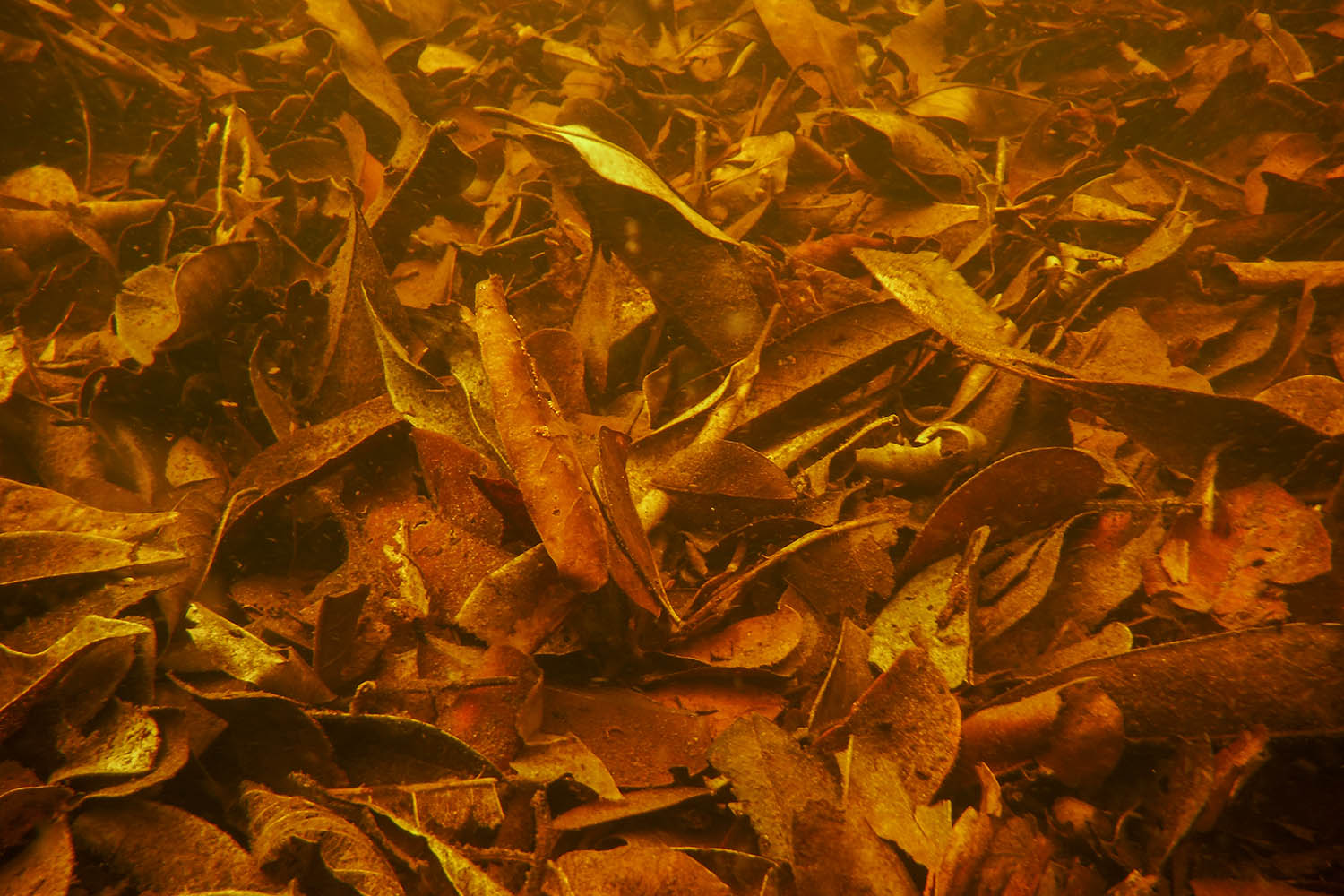 The defining feature of the igapó habitat I was attempting to recreate in this aquarium is not rocks, driftwood, or plants, but rather the dense carpet of leaf litter seen in almost all shallow areas