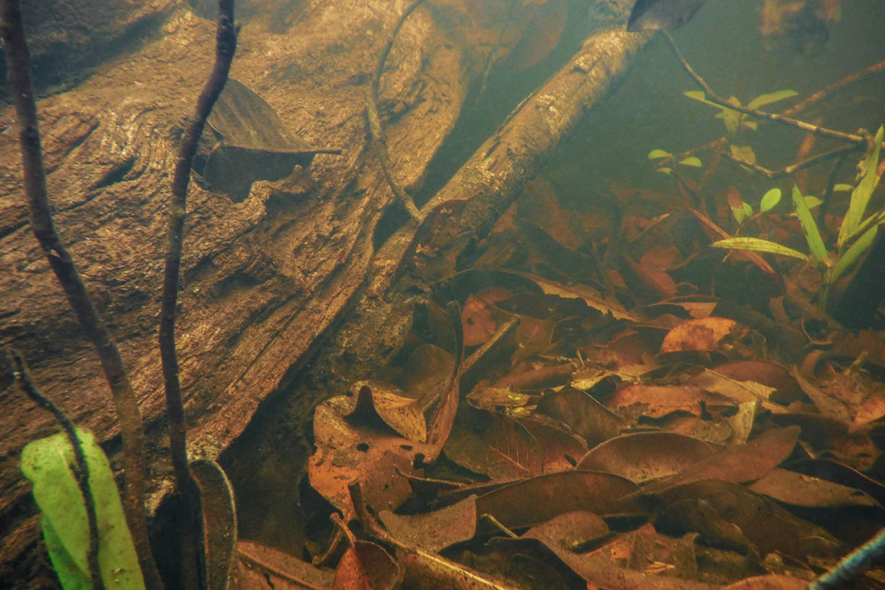 Building a Biotope A StepbyStep Rio Negro Aquarium AMAZONAS Magazine