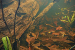 A typical shallow water scene in the middle Rio Negro like this served as inspiration for my most recent biotope aquarium