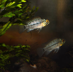 This does not fit my general conception of Apistogramma agassizii. Now what?